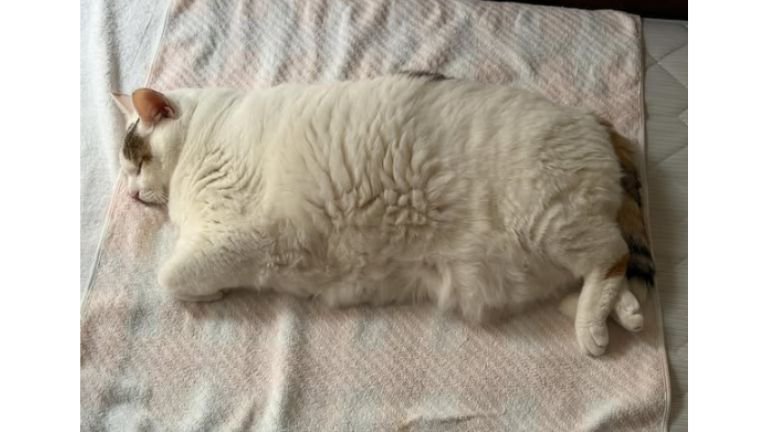 寝ている猫