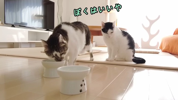 スープを飲む猫