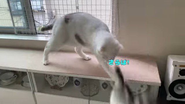 棚の上の猫と飛び降りる猫