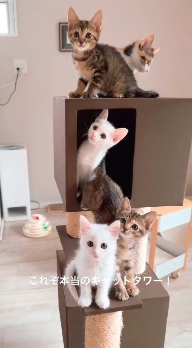 それぞれ別の方向を向く子猫たち