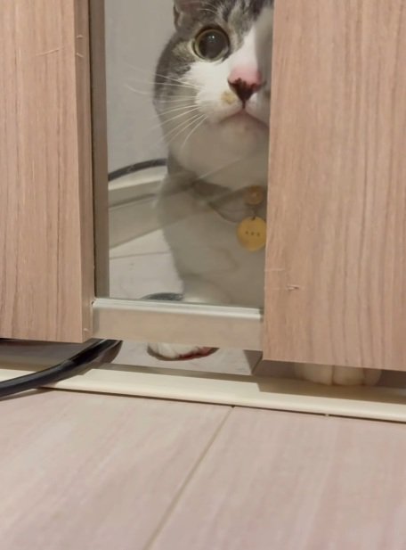 ドアの向こうにいる鯖白猫