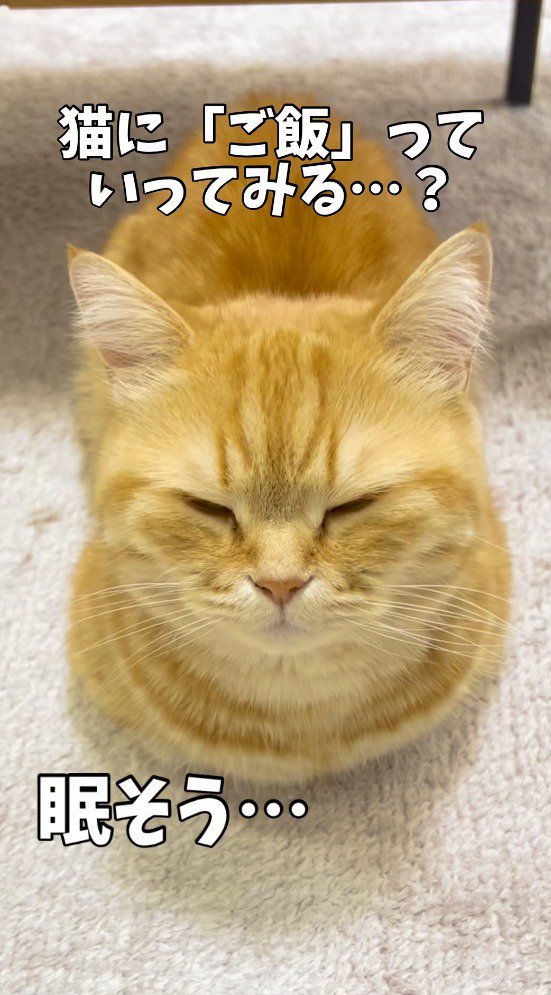 眠たそうに目を閉じる猫