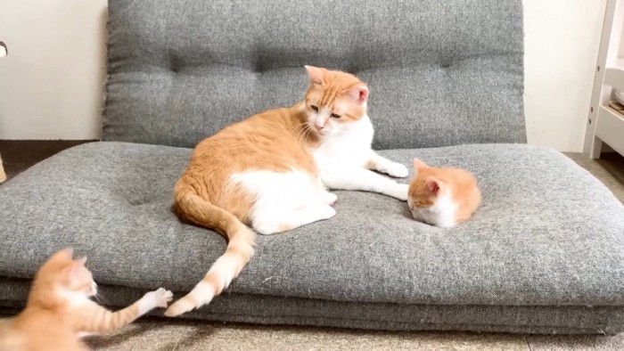 ソファの上の茶白猫にイタズラする仔猫とソファで眠る仔猫