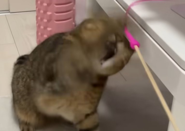 オモチャで遊ぶ猫