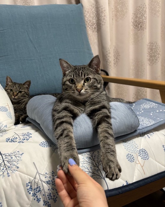 前足を持たれる猫