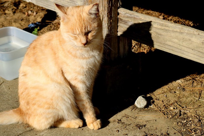 寝オチする猫