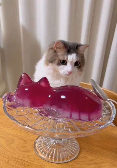 ゼリーを叩いているスプーンを見つめる猫