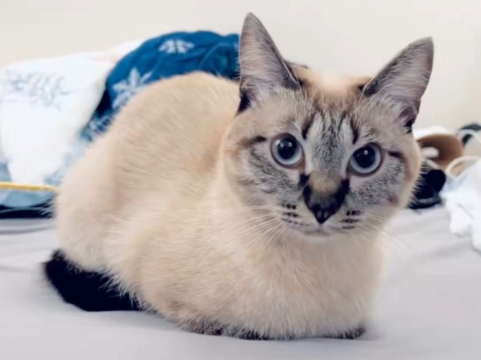 香箱座りする猫