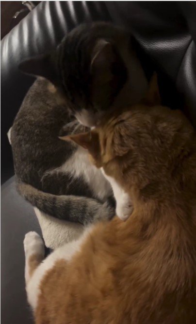 毛づくろいをしている猫たち