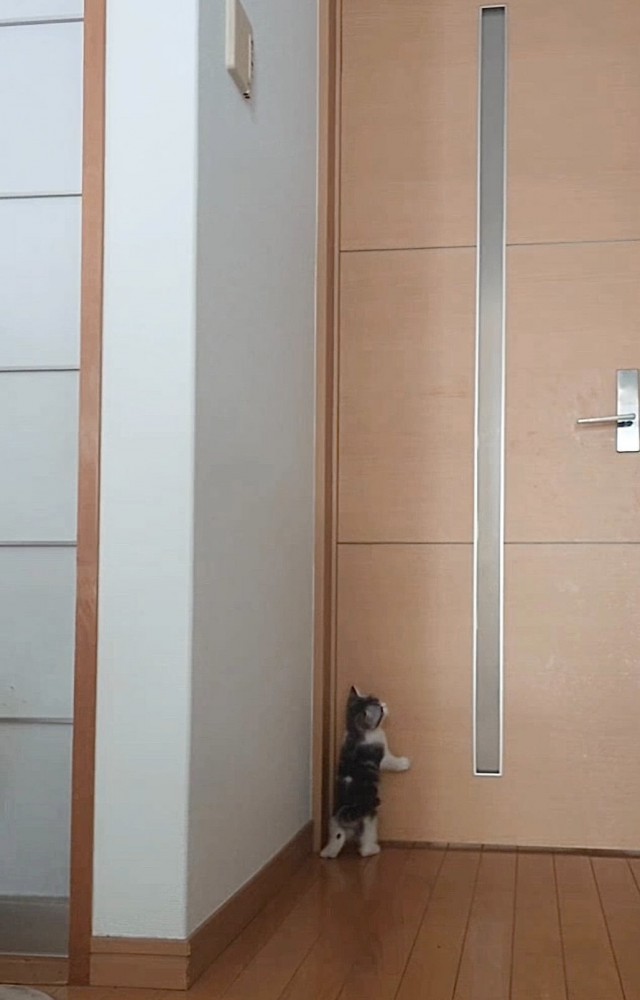 立ち上がる子猫