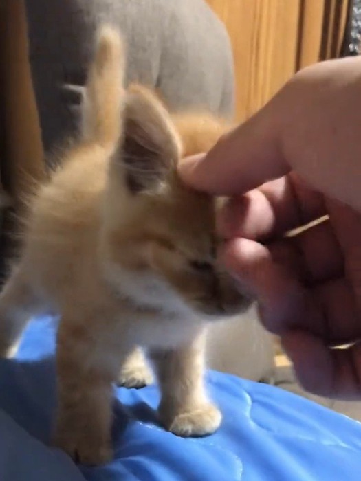 人の手におでこをつける子猫