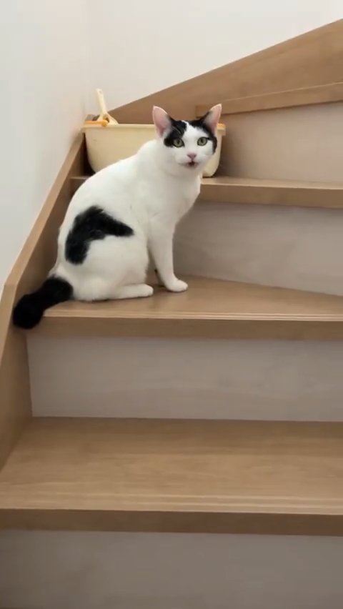 小さく口を開ける猫