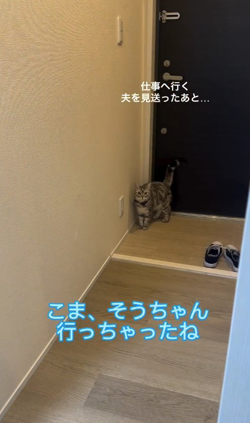 玄関のすみに立ってカメラを見つめる猫