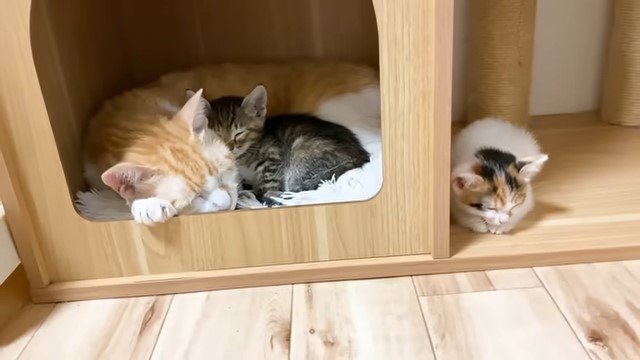 キャットハウスの中で寝る猫たちと外で寝る子猫