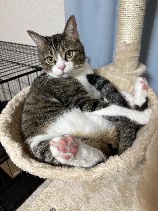 ドヤ顔の黒い短毛猫
