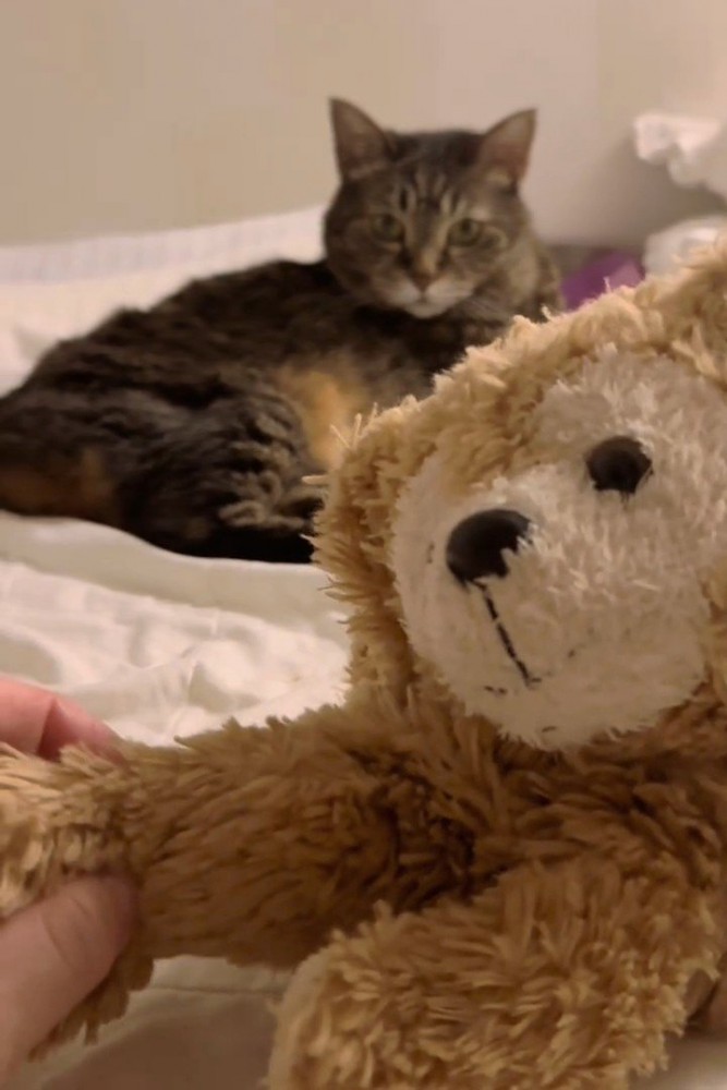 ぬいぐるみを見る猫