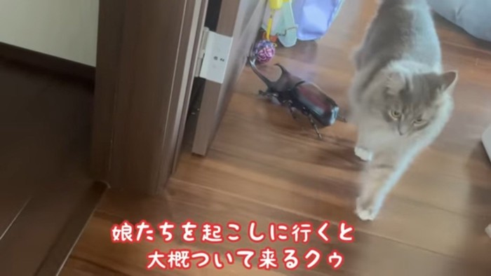 歩いてくるクウちゃん