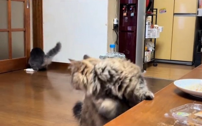 振り返るちゃちゃちゃん