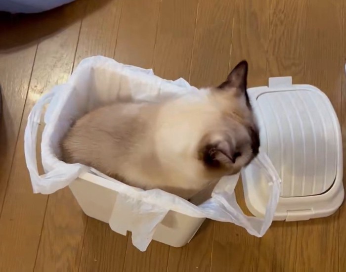 ゴミ箱に収まる猫