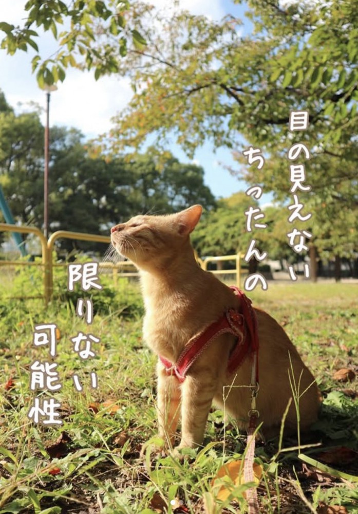 屋外でお座りしているハーネスをつけた猫