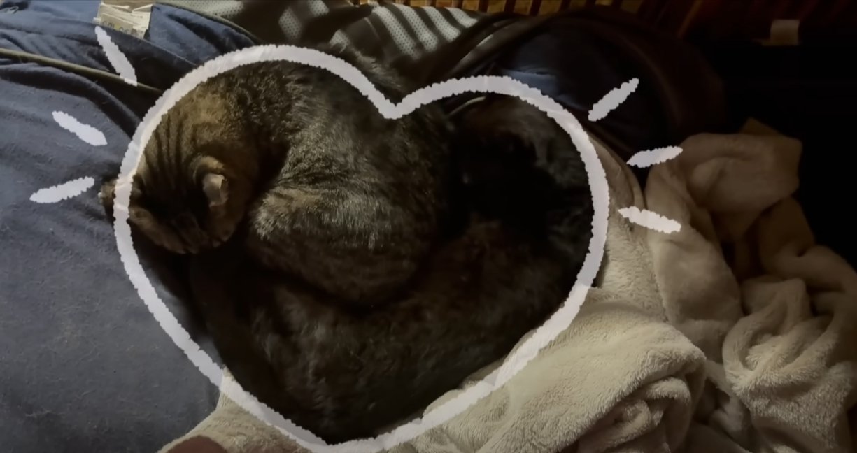 ハート型にくっつく猫2匹