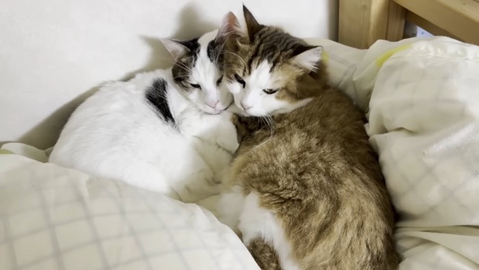 猫団子（右側に茶色っぽい猫ちゃん）