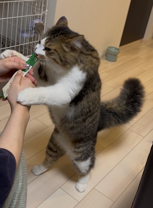 手を掴むほたてくん