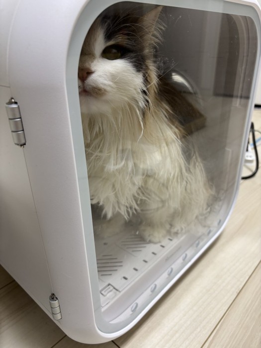 乾燥機の中にいる三毛猫