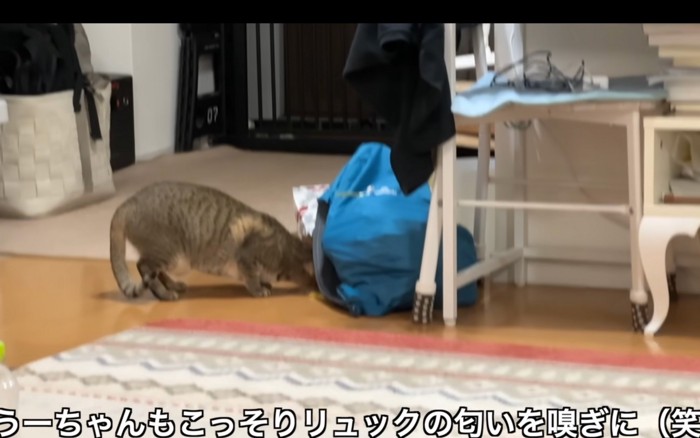 チェックする猫