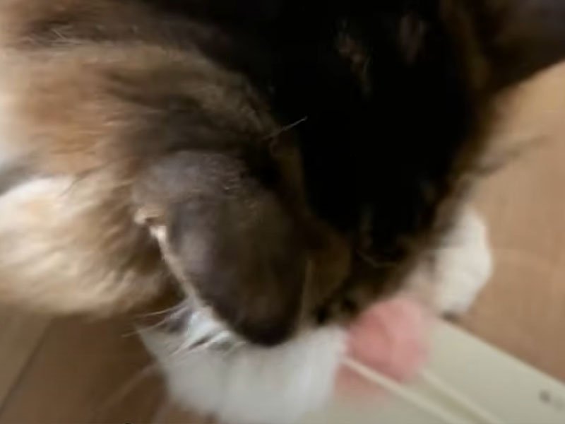 おもちゃへ飛びつく猫