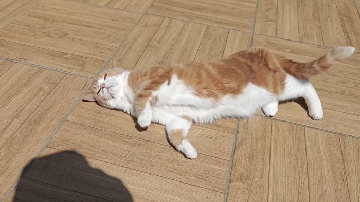 寝転がる茶白の猫