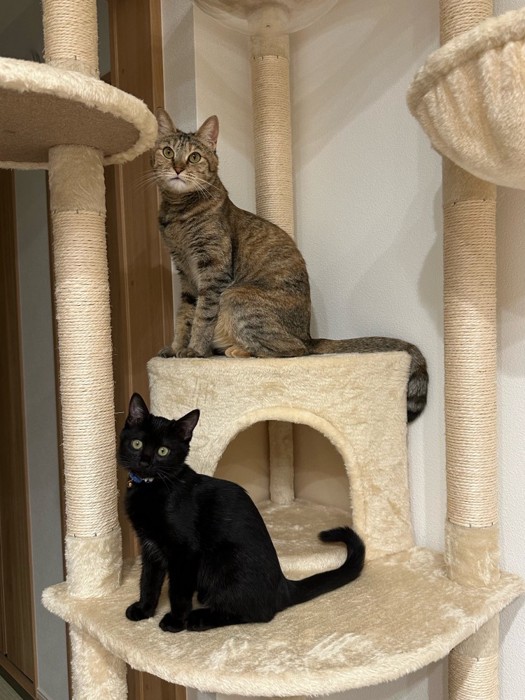 キャットタワーに乗る2匹の猫