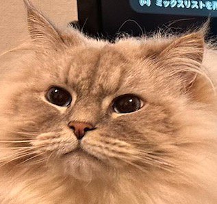 自信満々に飼い主を見つめる猫