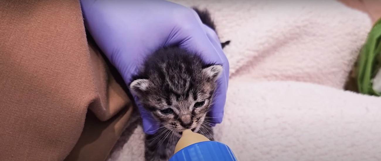 ミルクを飲む子猫%％上手に飲んでいたそう