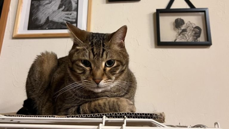 ケージの上にいる猫