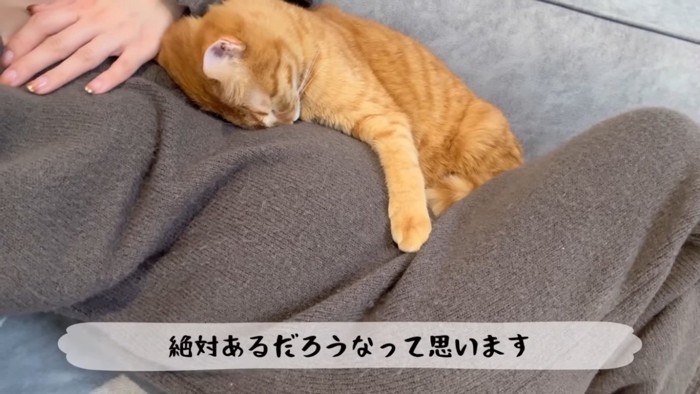 ママのお腹を抱きしめながら寝る茶トラ猫