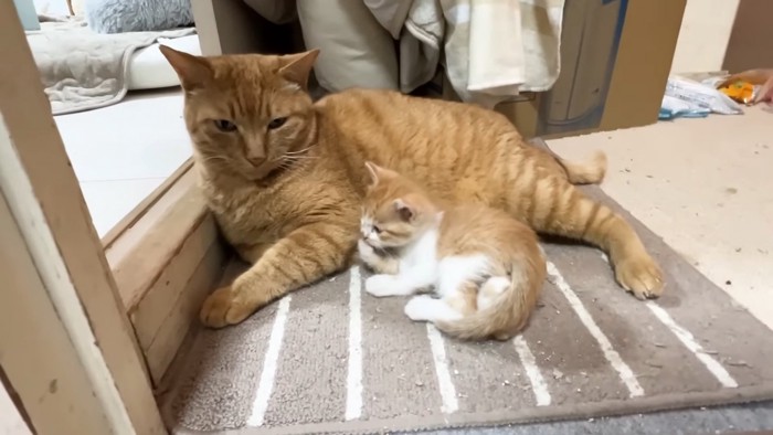 成猫のそばで毛づくろいする子猫
