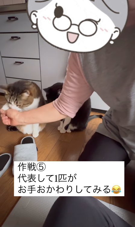 お手をするサバトラハチワレ