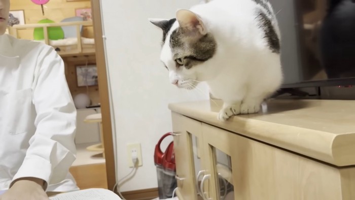 テレビ台に乗った猫ちゃん