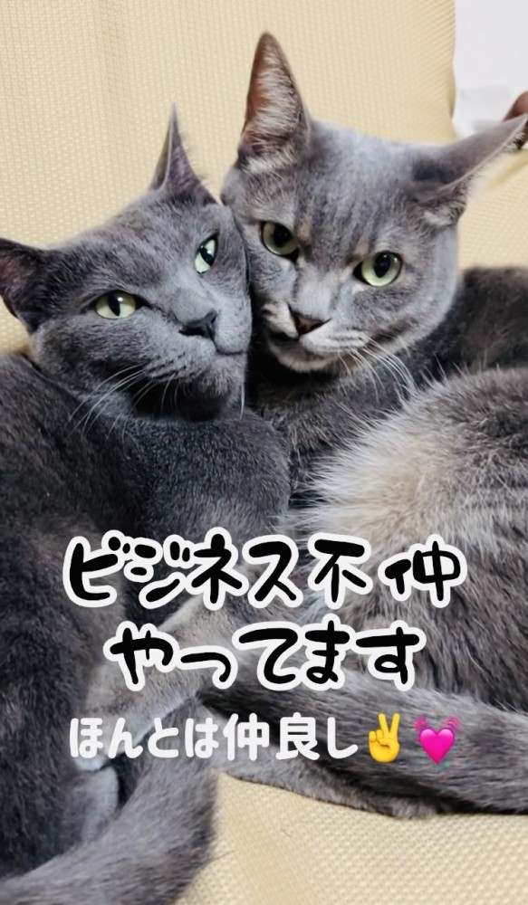 寄り添い合う2匹の保護猫