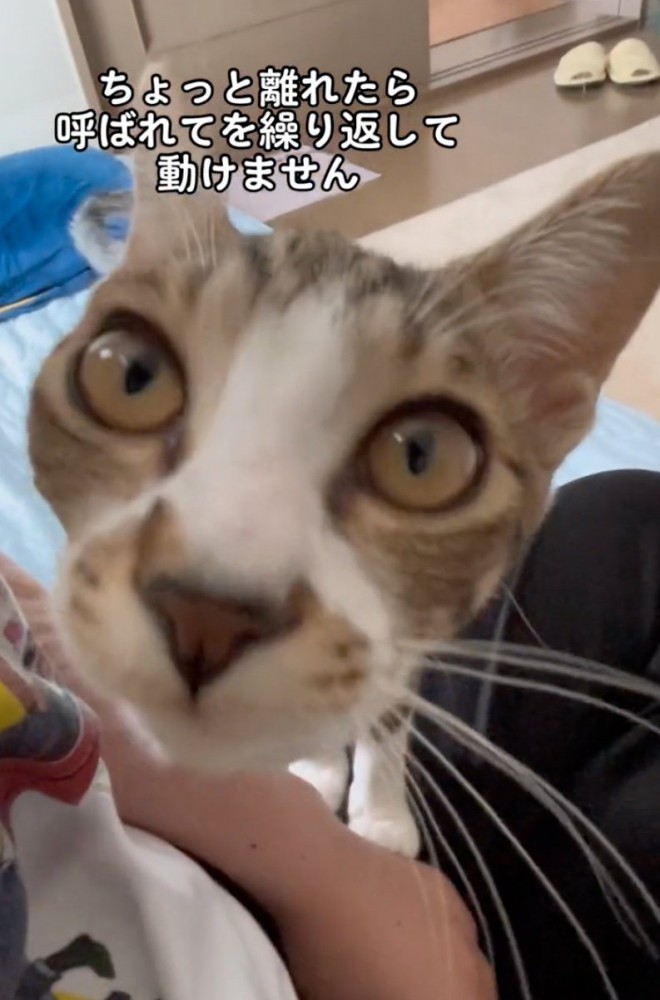 近距離で鳴き声を出す猫