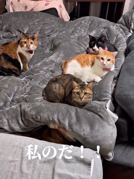 ベッドに乗る4匹の猫たち
