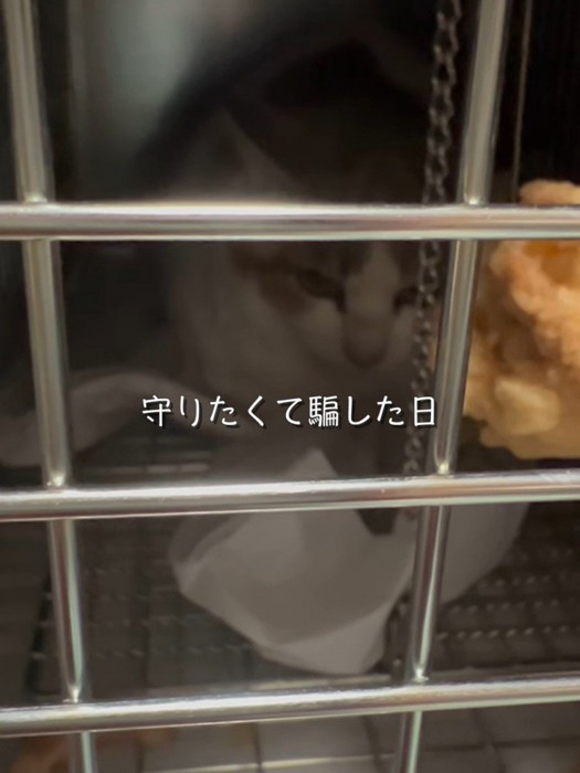 捕獲器の中で座る猫