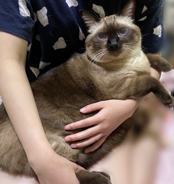 人間に抱かれる猫