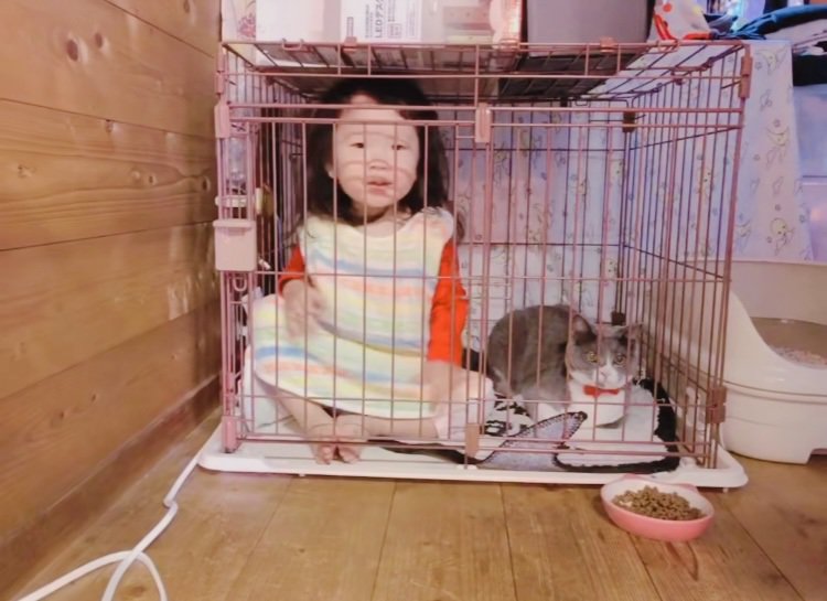 ケージの中の娘さんとブリティッシュショートヘア