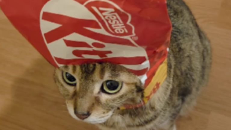 お菓子の袋を被っている猫