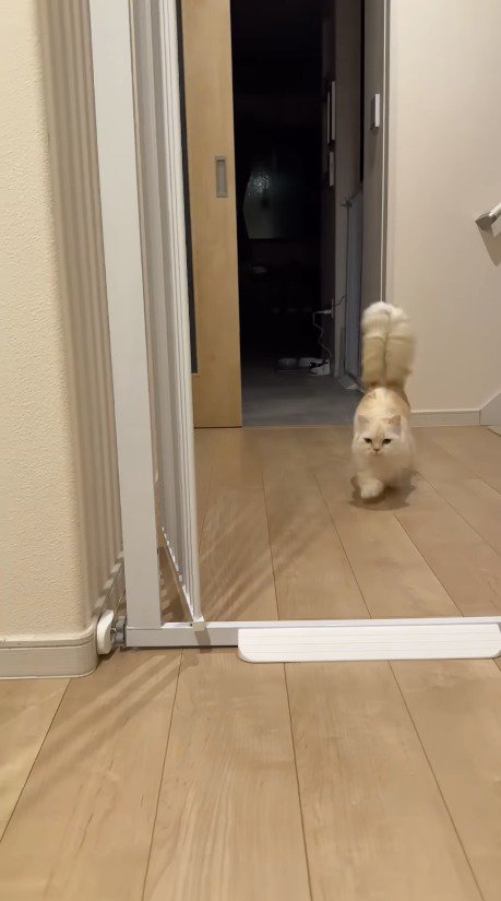 隣の部屋から走ってくる猫