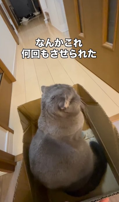 段ボールの中に座っている猫と段ボールを動かす飼い主の手