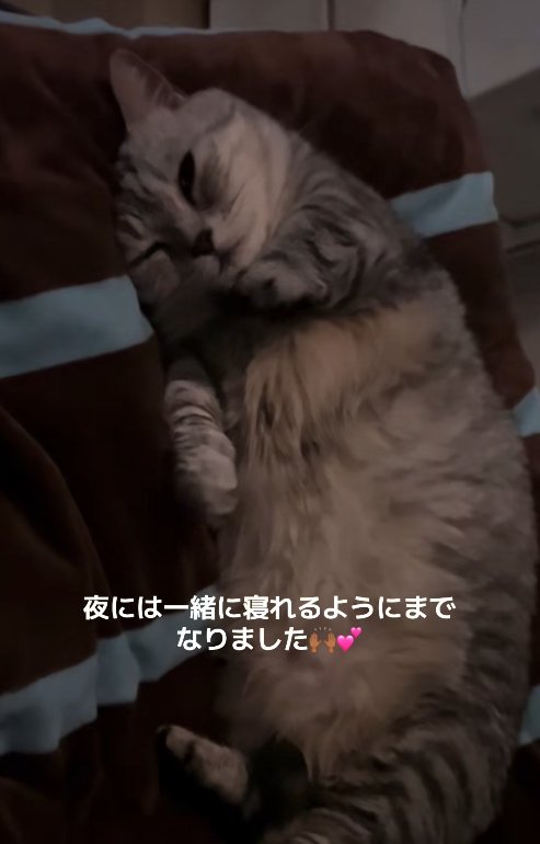 布団の上で仰向けになって右目を閉じている猫