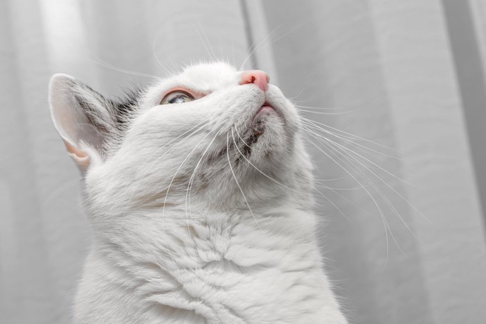 あごニキビの白黒猫